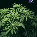 Sleepy Joe - Anesia Seeds - Organic Grow