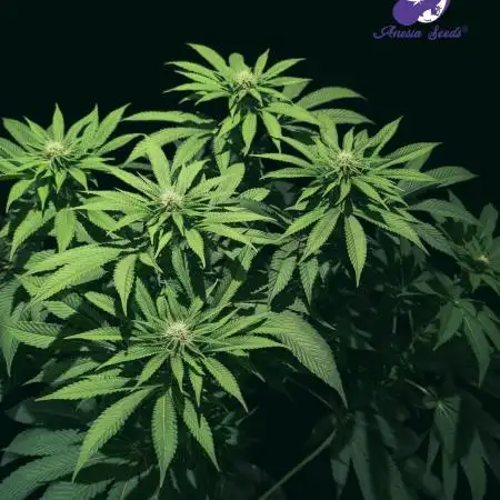 Sleepy Joe - Anesia Seeds - Organic Grow
