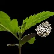 White Noise - Paradise Seeds - W33DFX