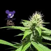 Epic Buzz - Anesia - Weedefix - VS.
