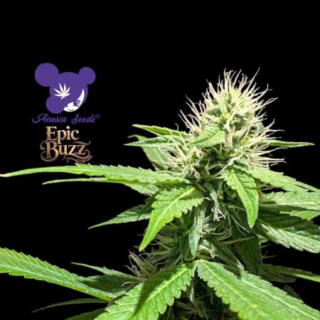 Epic Buzz - Anesia - Weedefix - VS.