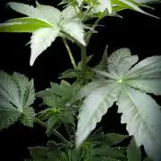 DMO Grapefruit #2 - Good Times Genetics