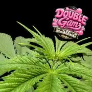 Double Gum - White Label - BTNL