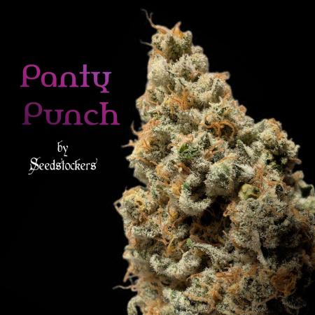 Panty Punch by Seedstockers 💚🍇🍭🍬