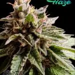 Good Times Genetics: Blue Cream Haze Reg