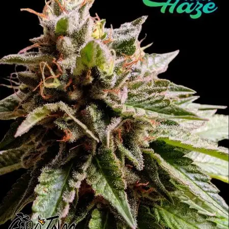 Good Times Genetics: Blue Cream Haze Reg