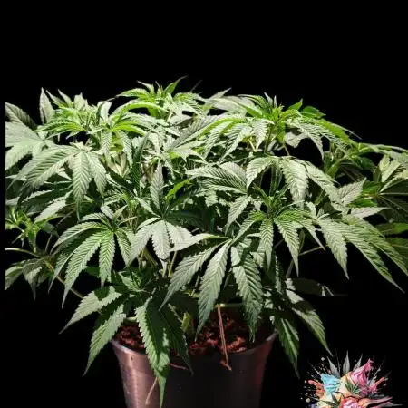 Ice Cream Haze - Dutch Passion Contest