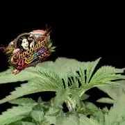 Chocolate Rainbow XXL -Sensi Seeds-BTNL