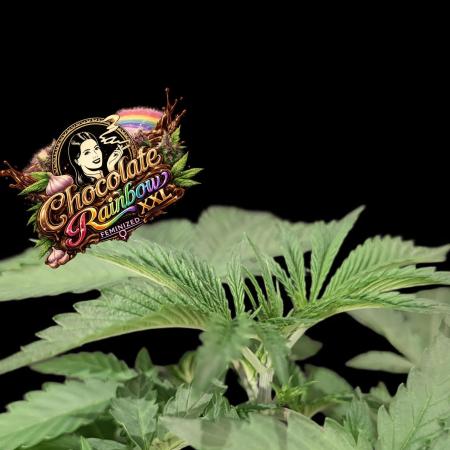 Chocolate Rainbow XXL -Sensi Seeds-BTNL