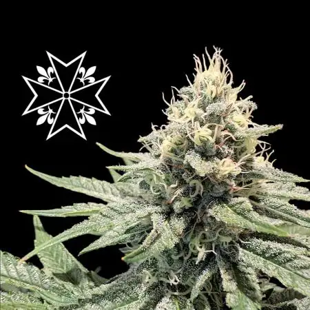 Aficionado Special - UNKNOWN - Bio Tabs