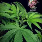 Ice Cream Haze - Dutch Passion Contest