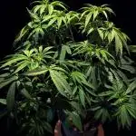 GG#4 Regular - Expert Seeds