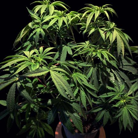 GG#4 Regular - Expert Seeds