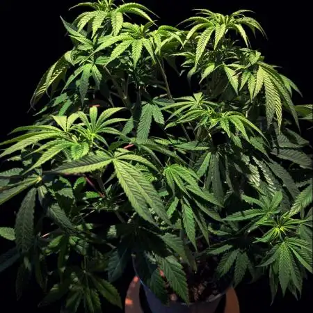 GG#4 Regular - Expert Seeds
