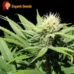 GG#4 Regular - Expert Seeds