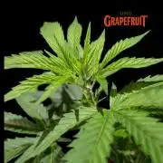 DMO Grapefruit #1 - Good Times Genetics