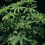 Peach Frosting - Paradise Seeds -Organic