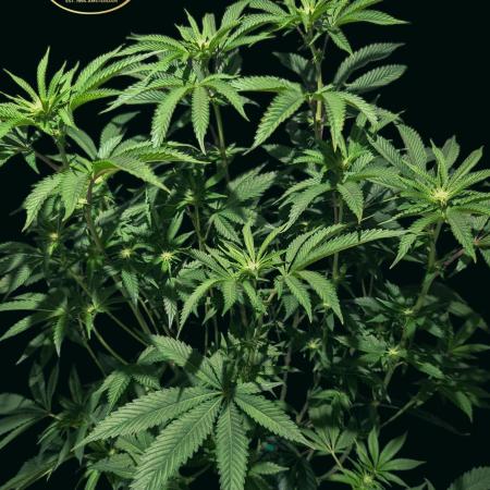 Peach Frosting - Paradise Seeds -Organic