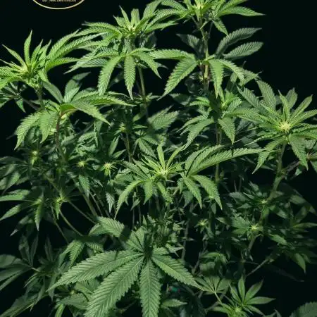 Peach Frosting - Paradise Seeds -Organic