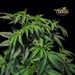 Peach Frosting - Paradise Seeds -Organic