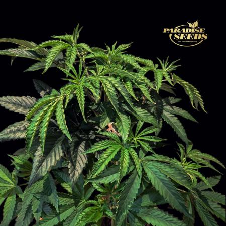 Peach Frosting - Paradise Seeds -Organic