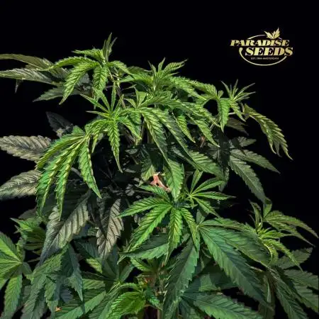 Peach Frosting - Paradise Seeds -Organic