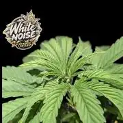 White Noise - Paradise Seeds - W33DFX