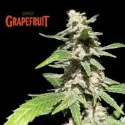 DMO Grapefruit #2 - Good Times Genetics
