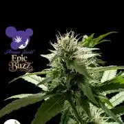 Epic Buzz - Anesia - Bio Tabs NL - VS.