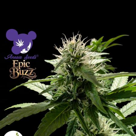 Epic Buzz - Anesia - Bio Tabs NL - VS.