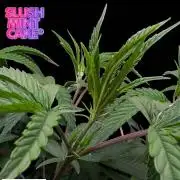 Slush Mint Cake - DP - Bio Tabs NL Grow