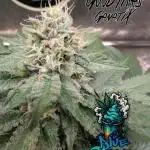 Good Times Genetics: Blue Cream Haze Reg