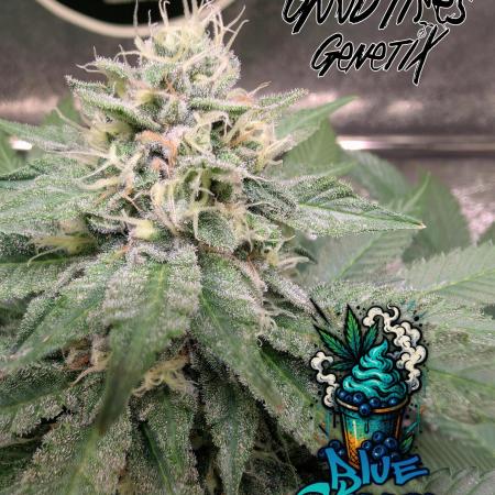 Good Times Genetics: Blue Cream Haze Reg