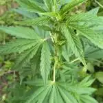 Blue Cream Haze Regular Clone - Guerilla
