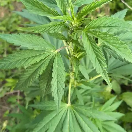 Blue Cream Haze Regular Clone - Guerilla