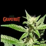 DMO Grapefruit #2 - Good Times Genetics