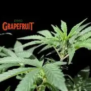 DMO Grapefruit #2 - Good Times Genetics