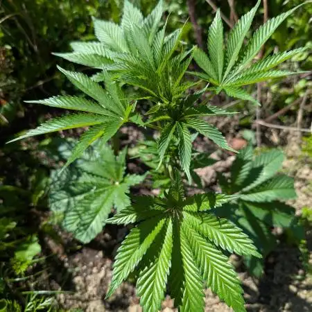 Blue Cream Haze Regular Clone - Guerilla