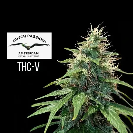 THC - Victory #2 - Sponsored by Biotabs