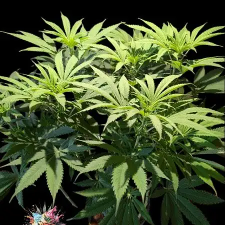 Ice Cream Haze - Dutch Passion Contest