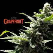 DMO Grapefruit #1 - Good Times Genetics