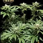Peach Frosting - Paradise Seeds -Organic