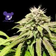 Sleepy Joe - Anesia Seeds - Organic Grow