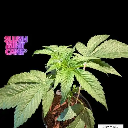 Slush Mint Cake - DP - Bio Tabs NL Grow