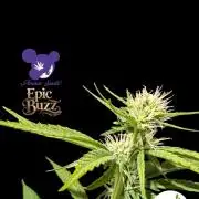 Epic Buzz - Anesia - Bio Tabs NL - VS.