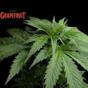 DMO Grapefruit #1 - Good Times Genetics