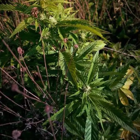 Guerilla Regular Diesel Action - Clone