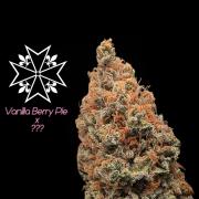 Aficionado Special - UNKNOWN - Bio Tabs