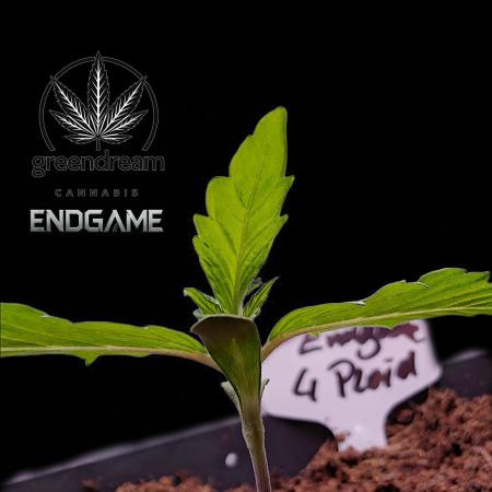 Tetraploid Grow - Endgame - Greendream