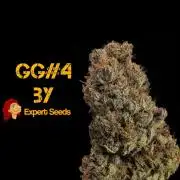 GG#4 Regular - Expert Seeds